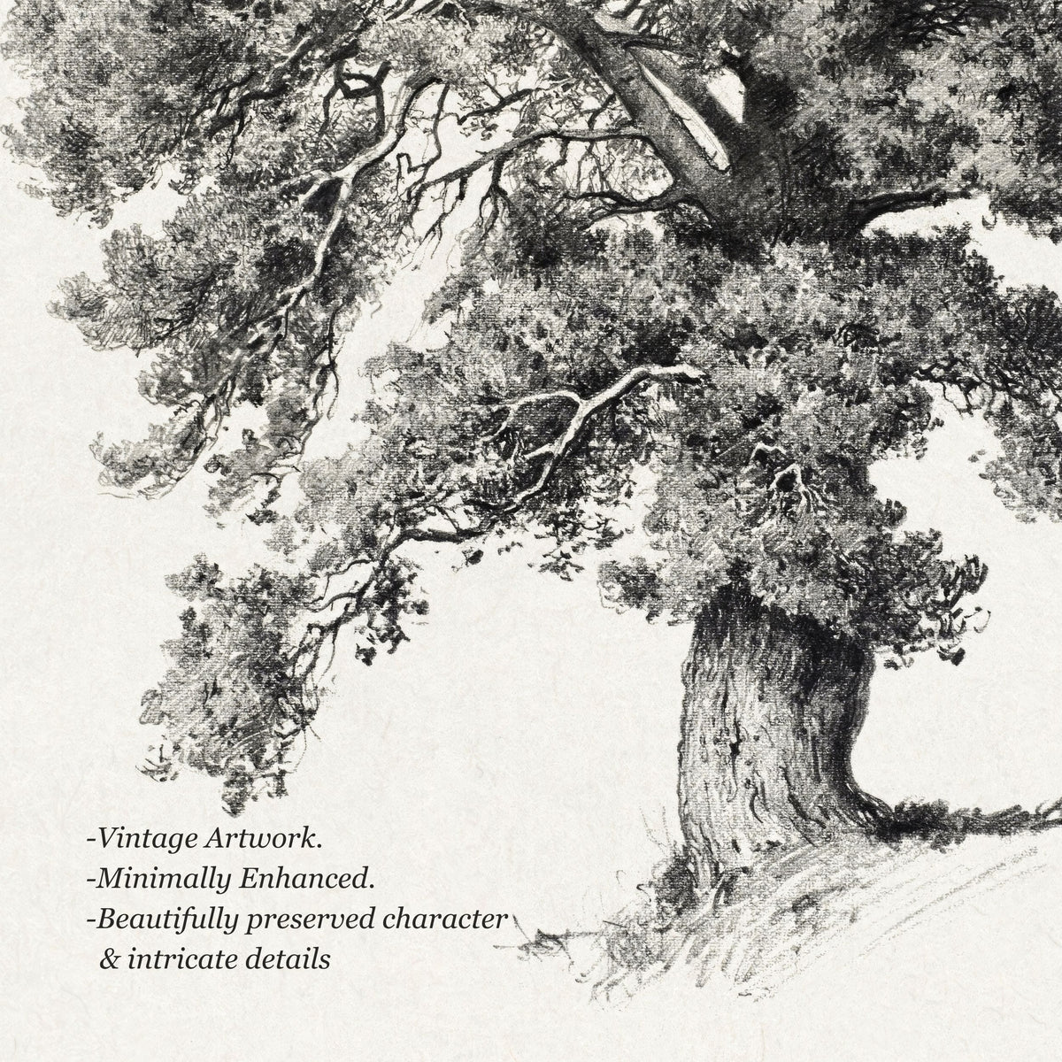 Black and white vintage-style artwork of an old tree with textured bark and dense foliage on a light background, with descriptive text in the lower left corner.