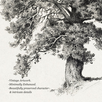 Black and white vintage-style artwork of an old tree with textured bark and dense foliage on a light background, with descriptive text in the lower left corner.